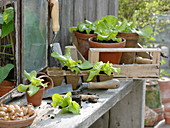 Jungpflanzen von Salat (Lactuca) in Torf-Presstöpfen und Tontöpfen
