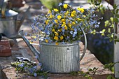 Blue-yellow spring bouquet in zinc watering can as vase