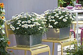 Blechkästen mit Argyranthemum (Margeriten) auf gelben Stühlen
