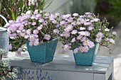Mesembryanthemum (midday flowers) in turquoise planters