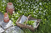 Flowering woodruff in a bed and basket