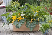 Flowering zucchini 'Gold Rush F1' in a large wooden box