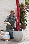 Concrete red rods as a climbing aid for climbing plants