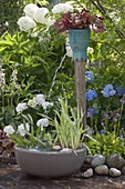 Wasserspiel mit Iris pseudacorus 'Variegata' (Sumpfschwertlilie), Alisma