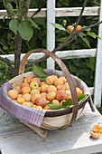 Spank basket with freshly picked apricots (Prunus armeniaca)