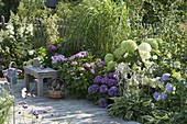 Shadow bed with Hydrangea macrophylla 'Cote d'Azur' 'Endless Summer'