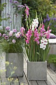 Putting gladiolus bulbs in tubs in spring