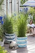 Terrace with grasses for privacy