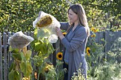 Woman covers flower head of Helianthus (sunflower) with fleece