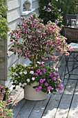 Shadow terrace with fuchsia trunk, planted with impatiens