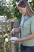 Frau erntet Samen von Alcea rugosa (Gelber Stockrose, Russischer Stockrose)
