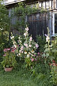 Perennial bed by shed: Alcea (hollyhock) and Echinacea purpurea