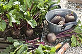 Beetroot (Beta vulgaris) in the vegetable bed and freshly harvested in a tin bucket.