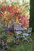 Flowerbed with Rhus typhina in autumn color, Aster
