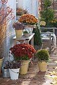 Autumn terrace with Chrysanthemum 'Kipli', 'Kilbil'