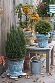 Thuja occidentalis 'Tiny Tim' (Zwerg - Lebensbaum) winterfest verpackt