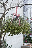 Viscum album (mistletoe) branch with red and white checked ribbon