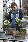 Frau bepflanzt Korbkasten mit Christrosen