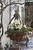 Hanging basket planted with Helleborus niger HCG 'Wintergold'