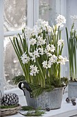 Narcissus Paperwhite 'Ziva' (Tazette Narcissus) in zinc bowl