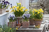 Spring terrace with daffodil and crocuses in terracotta