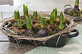 Hyacinthus (hyacinths) before flowering in enamelled casserole dish