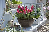 Tulipa 'Red Paradise' (tulips) in bowl, Muscari (grape hyacinths)