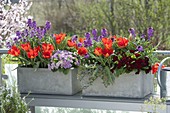 Grey boxes planted in red-purple: Primula 'Valentine', 'Pink Champagne'