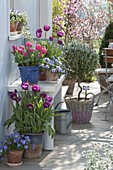 Spring terrace with Tulipa 'Purple Prince' 'Carola', viola cornuta