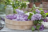 Flowers of Syringa (lilac) dry for tea