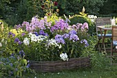 Scented bed with Phlox paniculata 'Blue Boy' blue, 'Pax' white, 'Miss Pepper'