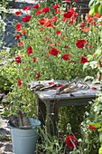 Papaver rhoeas (corn poppy) in a cottage garden, stools, small tools, buckets