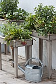 Plant planters at table height with strawberries and herbs