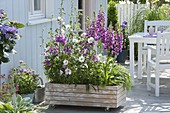 Mobile wooden container as privacy screen planted with perennials