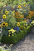 Colourful summer border with summer flowers and perennials