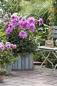 Wooden box and tin bucket planted with Dahlia (dahlias)