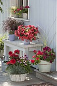 Rote Sommerblumen auf der Terrasse : Petunia Perfectunia 'Orange'