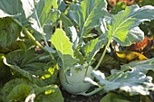 Green kohlrabi (Brassica) in organic garden