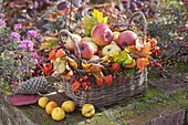 Autumn basket filled with apples, decorated with Acer leaves