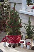 Picea glauca 'Conica' (Zuckerhutfichten) weihnachtlich geschmückt