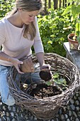 Woman planting summer flowers in homemade wicker basket