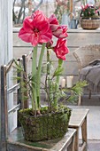 Hippeastrum 'Hot Pink' in wire basket with moss, Pinus branches