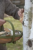Peeling birch bark for decorative purposes