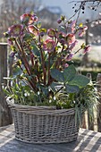 Basket with Helleborus X hybrida 'Penny's Pink', Galanthus
