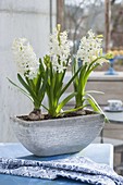 Hyacinthus 'White Pearl' (Hyazinthen) in grauer Jardiniere