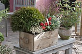 Winter hardy planted wooden box with Thuja 'Tim Tim'