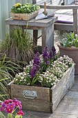 Wooden box with Saxifraga arendsii and Hyacinthus' Purple