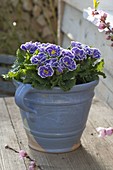 Primula Siroccoco 'Blue', 'Purple' (ruffled primrose)