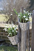 Small basket with Galanthus nivalis hung on fence