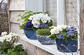 Spring on the windowsill with Viola cornuta, Primula